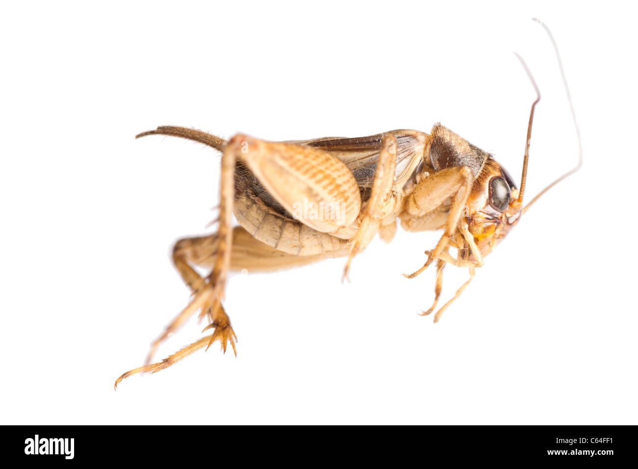 insect cricket isolated on white Stock Photo