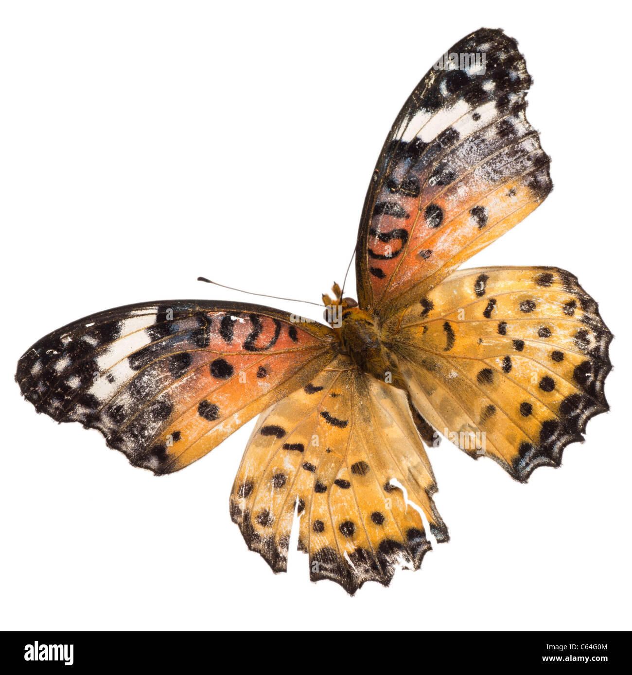 butterfly isolated on white Stock Photo - Alamy