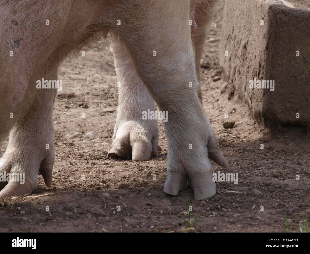 PIGS TROTTERS Stock Photo