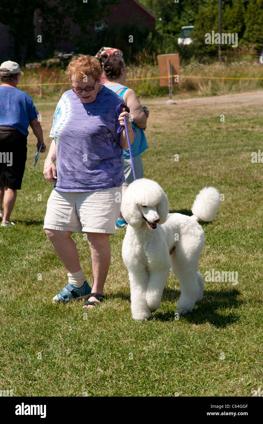 Standard Poodle and handler at dog show. Stock Photo