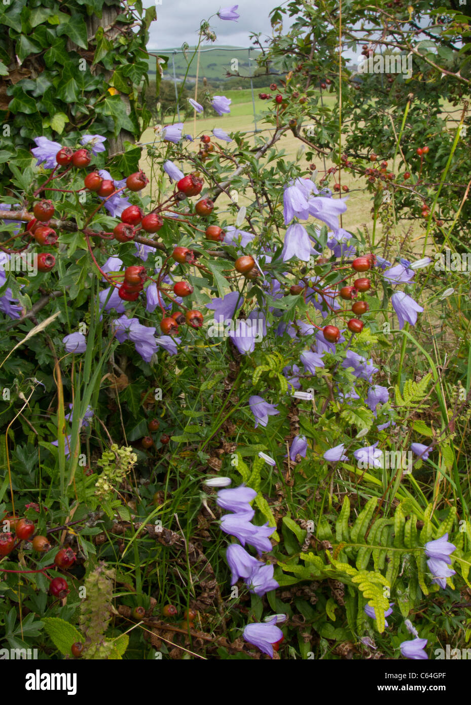 Hedgerow flowers and berries Stock Photo Alamy