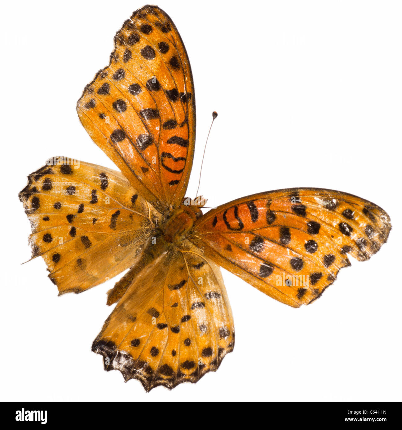 butterfly isolated on white Stock Photo - Alamy