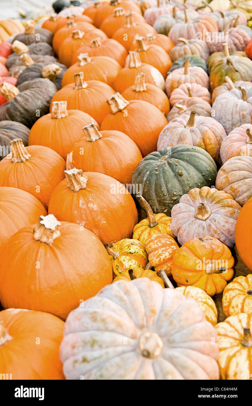 different kinds of pumpkins as a seasonal fall decoration Stock Photo