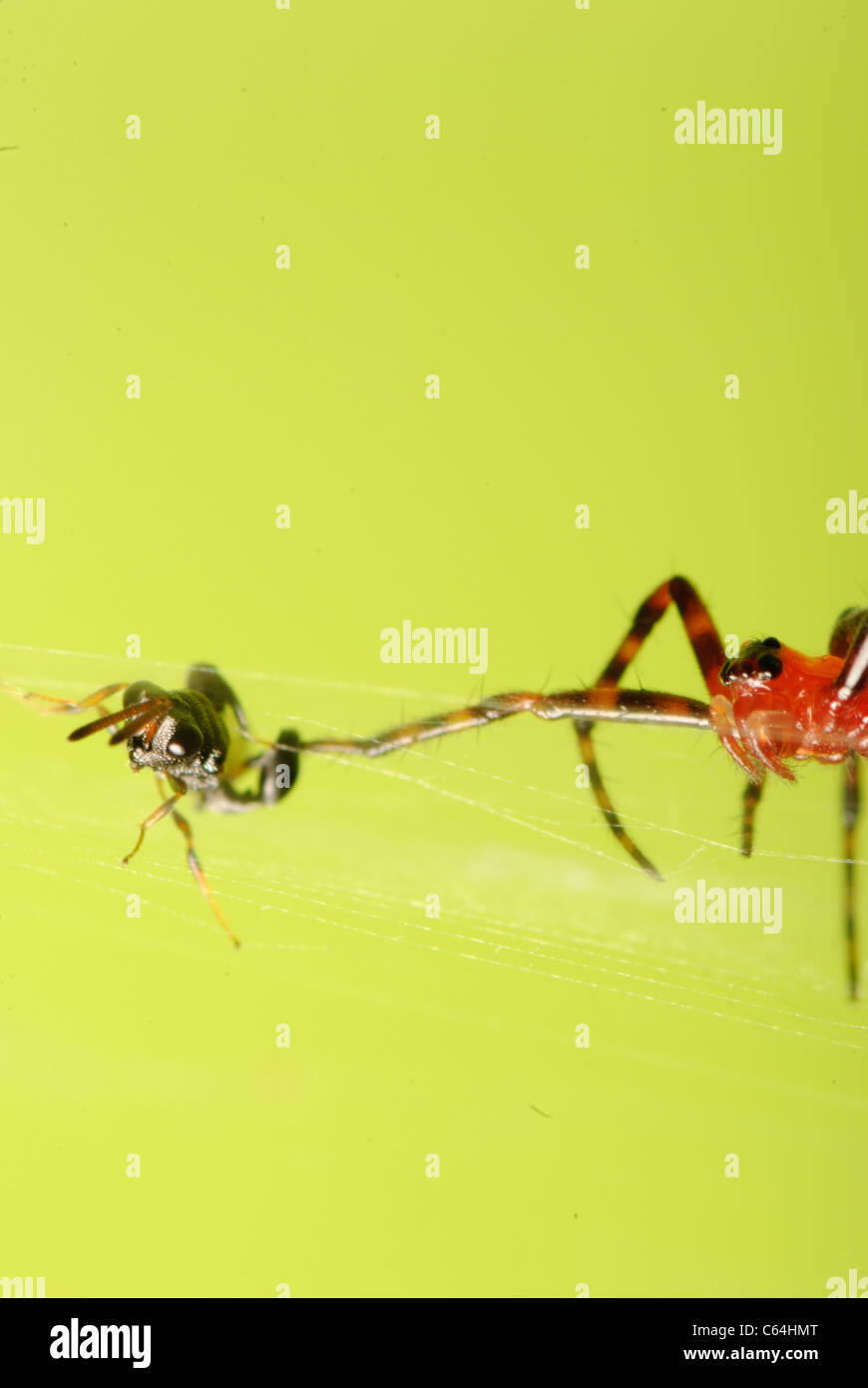 spider prey insect macro shot Stock Photo