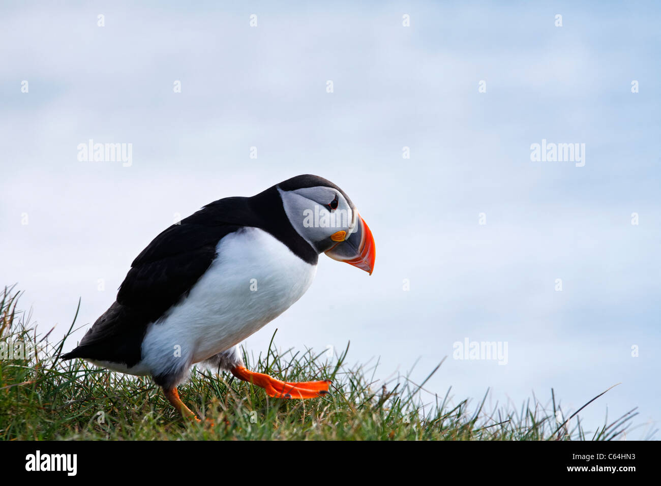 Puffin at Latrabjarg, West Fjords, Iceland Stock Photo