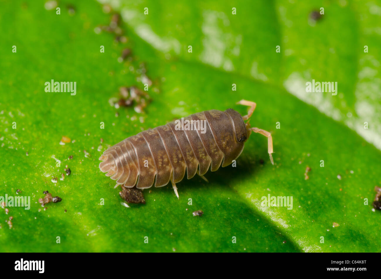 animal pill bug macro Stock Photo