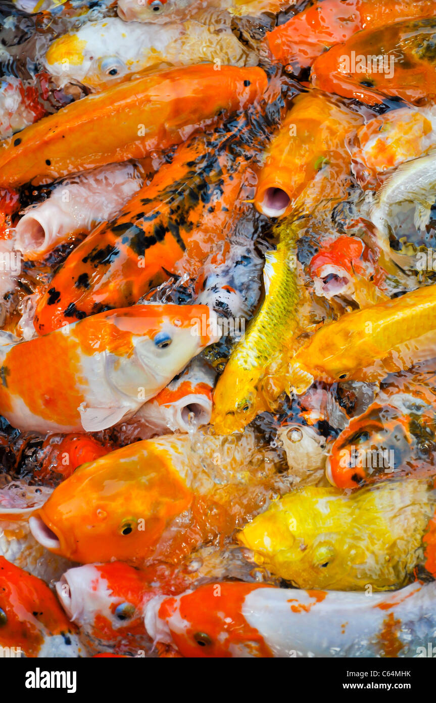 a school of colorful koi carps surfaces in a feeding frenzy Stock Photo