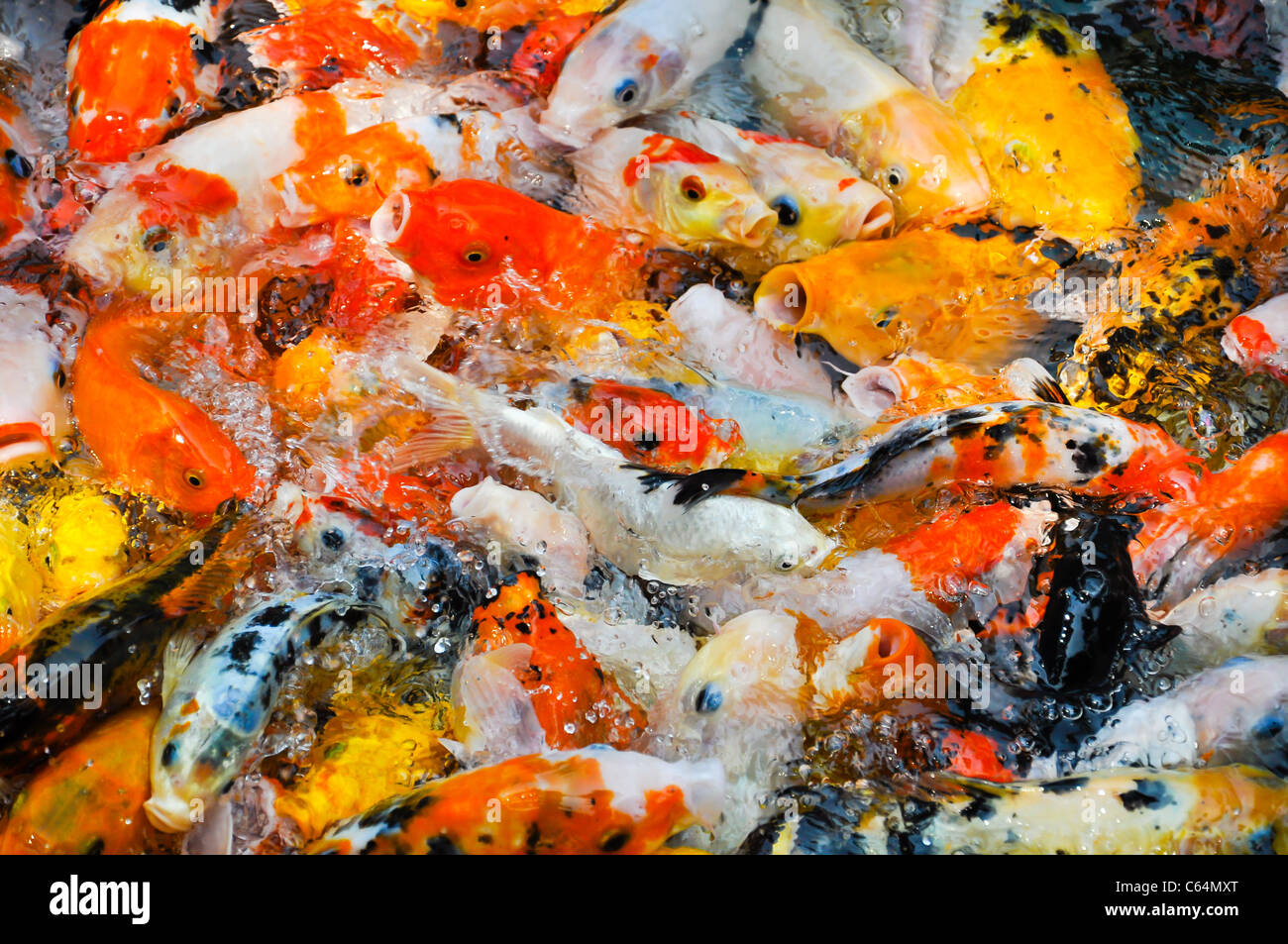 a school of colorful koi carps surfaces in a feeding frenzy Stock Photo