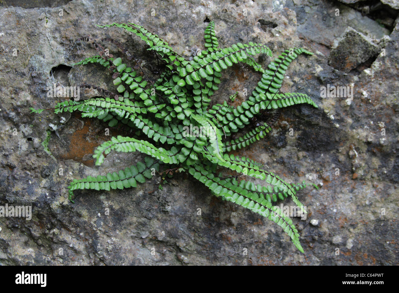 Maidenhair Spleenwort growing in a rocky wall, UK Stock Photo