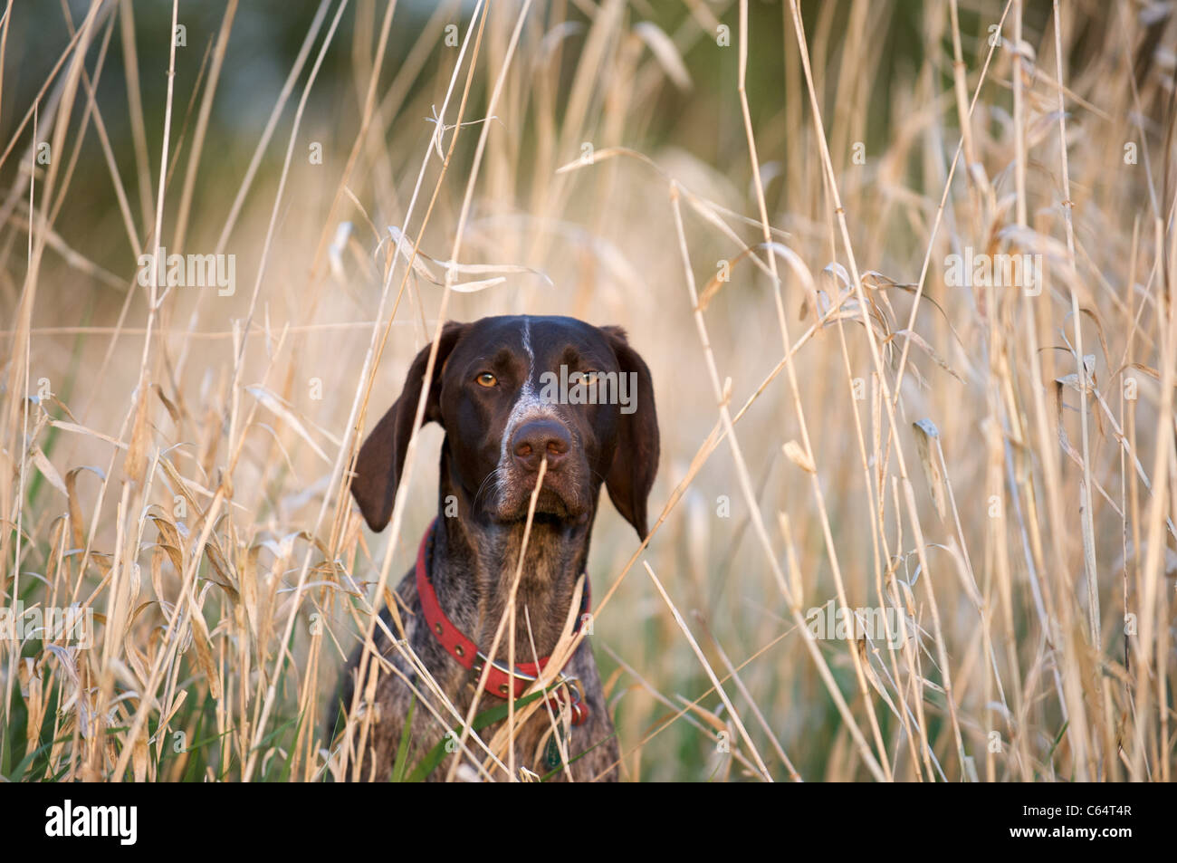 A German Pointer seeking protection in the long grass Stock Photo