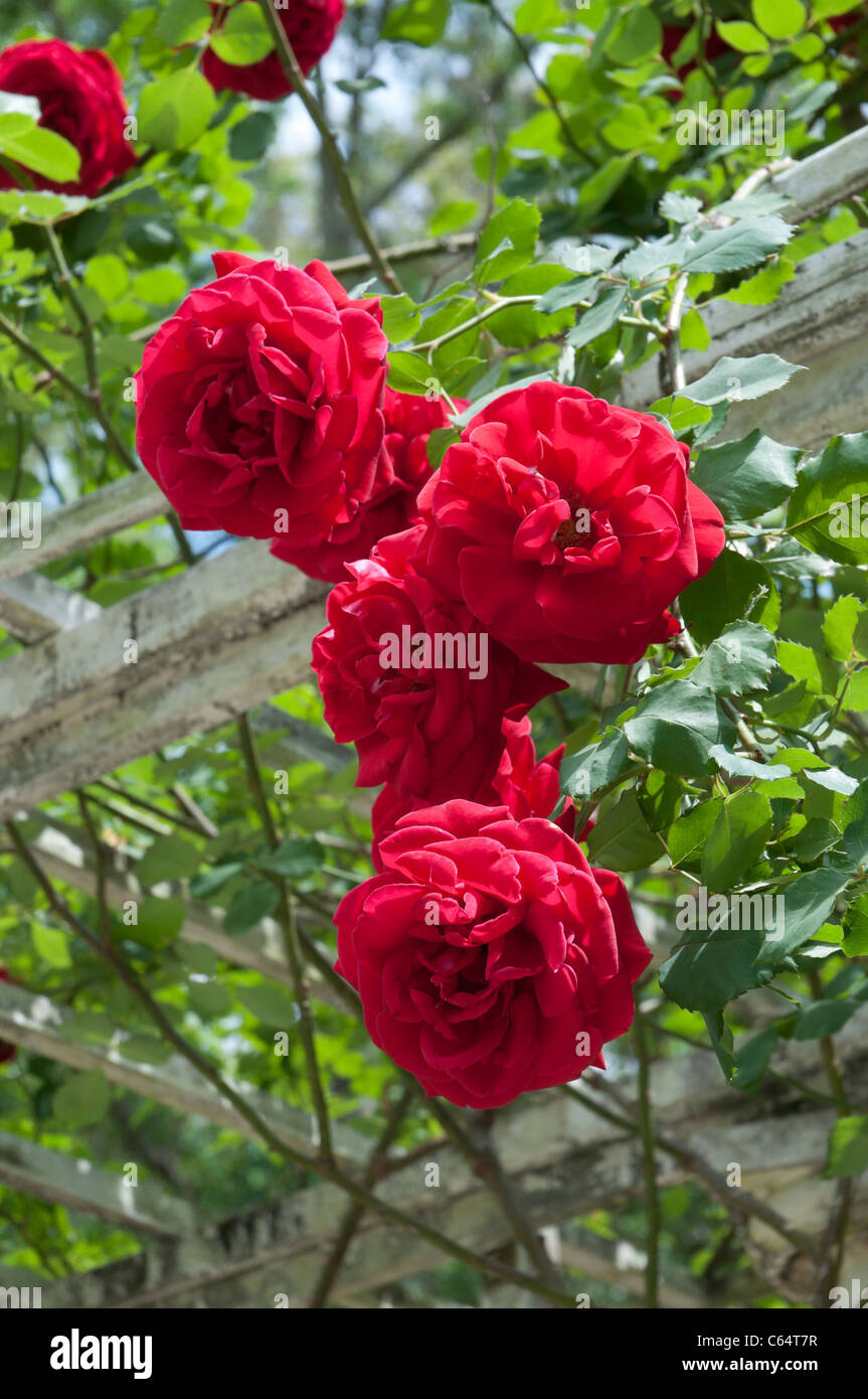 Don Juan Climbing Rose