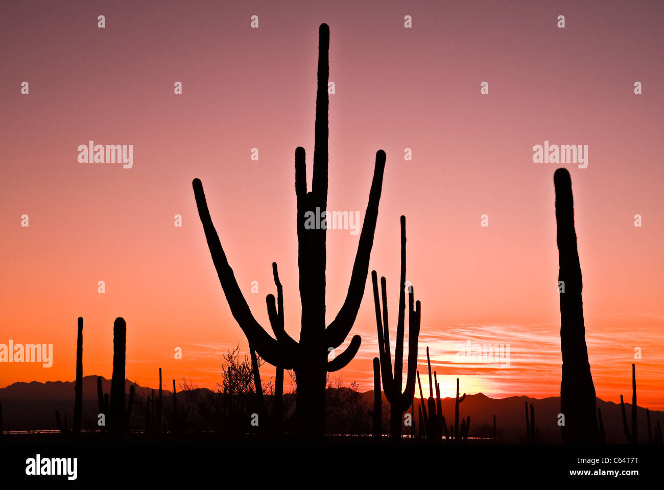 Giant Saguaro Cactus at Saguaro National Park. Arizona.  Sunset. Stock Photo