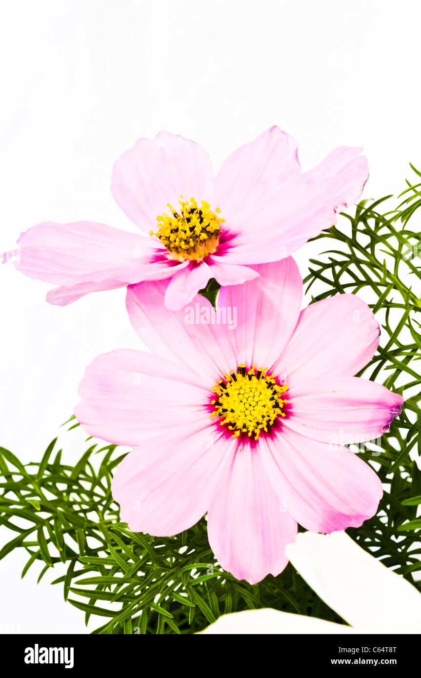Bellis perennis is a common European species of Daisy, often considered the archetypal species of that name. Stock Photo