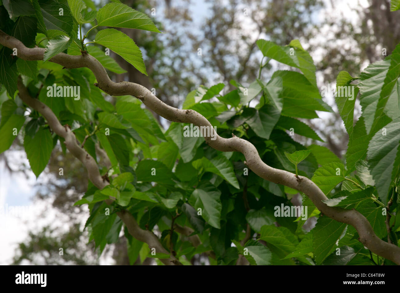 Kanapaha Spring Festival Gainesville Florida contorted mulberry Morus alba 'unryu' corkscrew mulberry Stock Photo