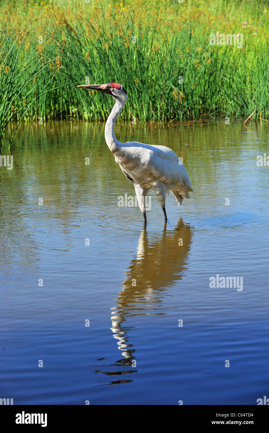 Whooping Crane in the wild - a rare shot of one of only 534 in existence Stock Photo