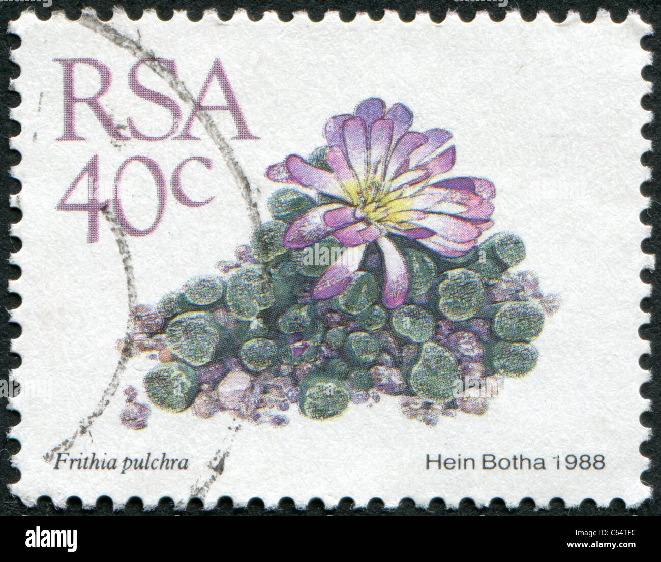 SOUTH AFRICA - 1988: A stamp printed in South Africa (RSA), depicts a flower Frithia pulchra Stock Photo