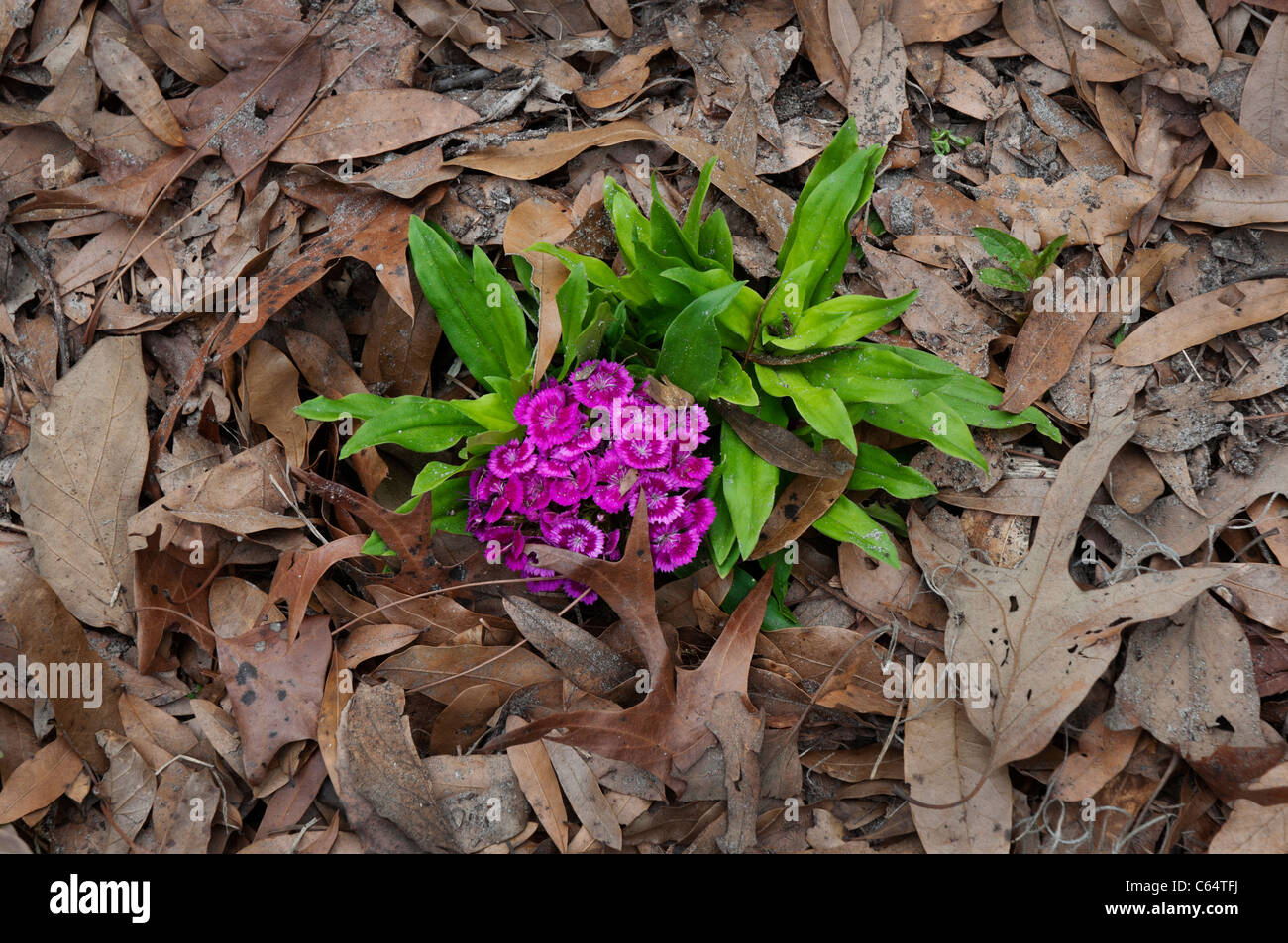 Kanapaha Spring Festival Gainesville Florida bright flowers among dead leaf litter on ground