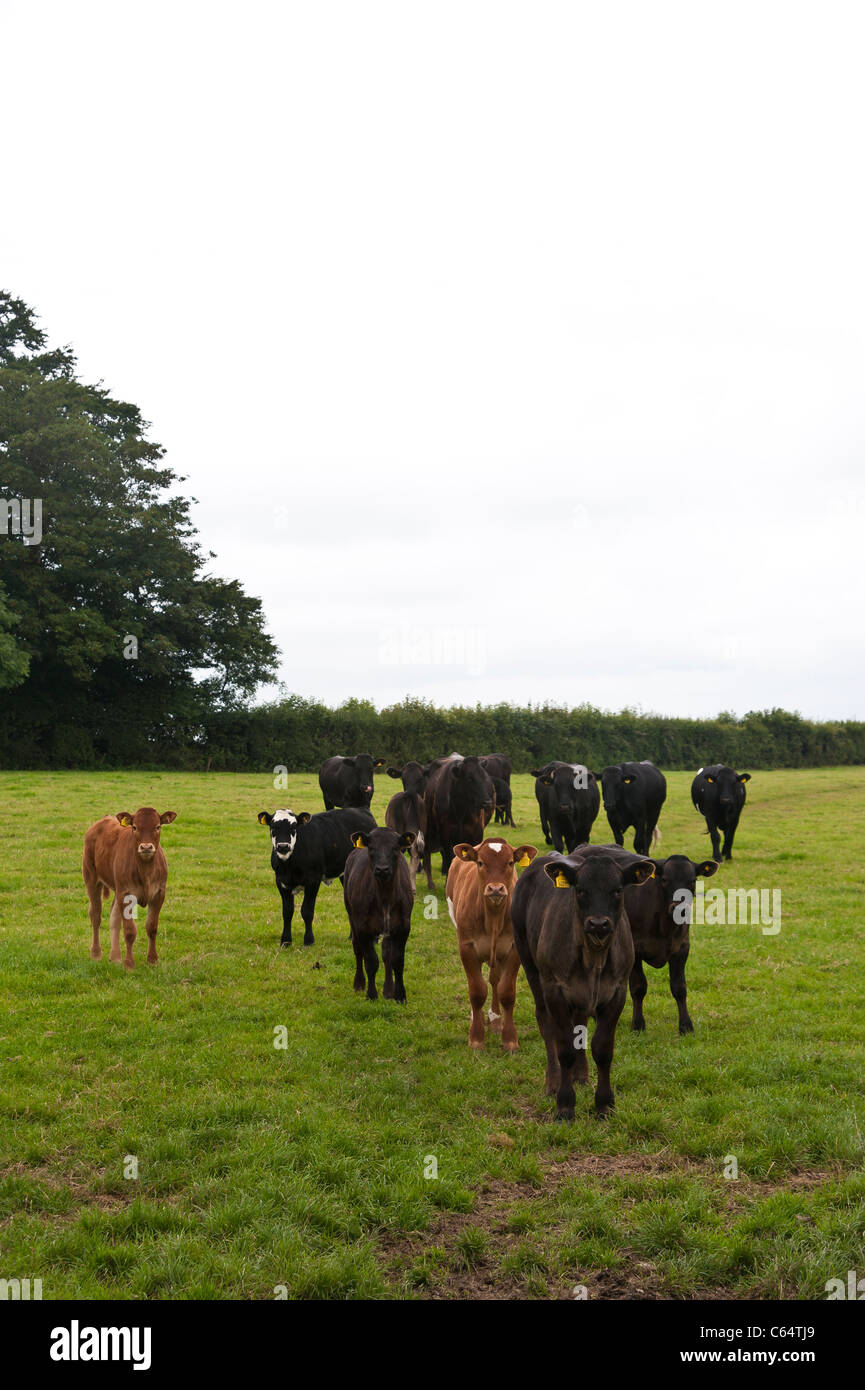 Cattle grazing in a field. A mixed group of cows and calves, with a bull. These are a beef cattle breed. Stock Photo