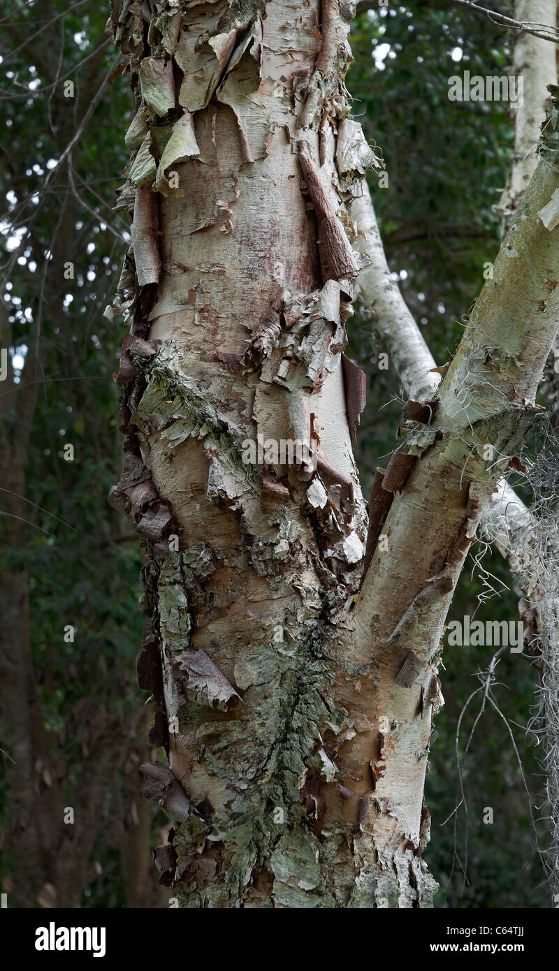 River birch hires stock photography and images Alamy