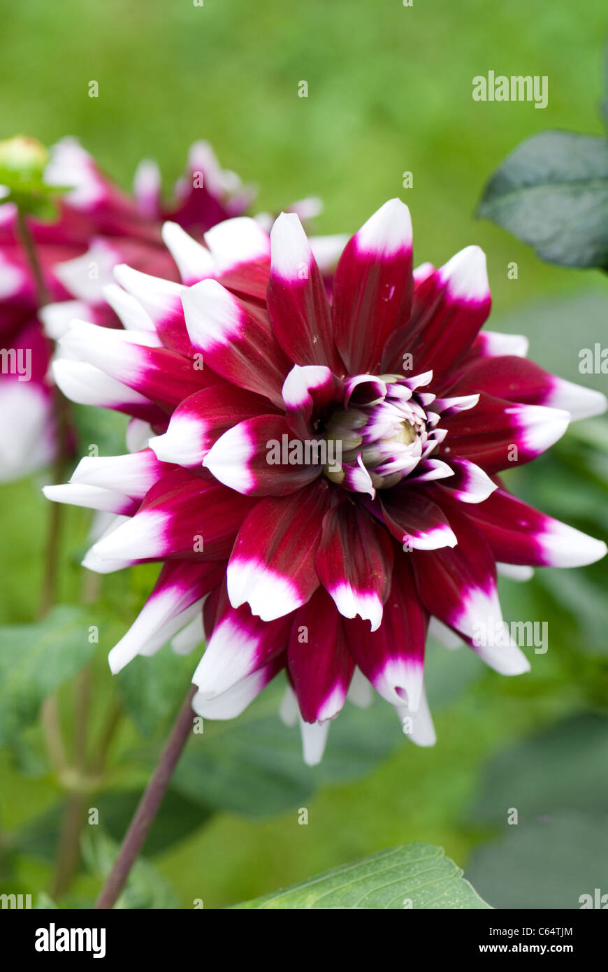 Dahlias Back Of Border High Resolution Stock Photography and Images - Alamy