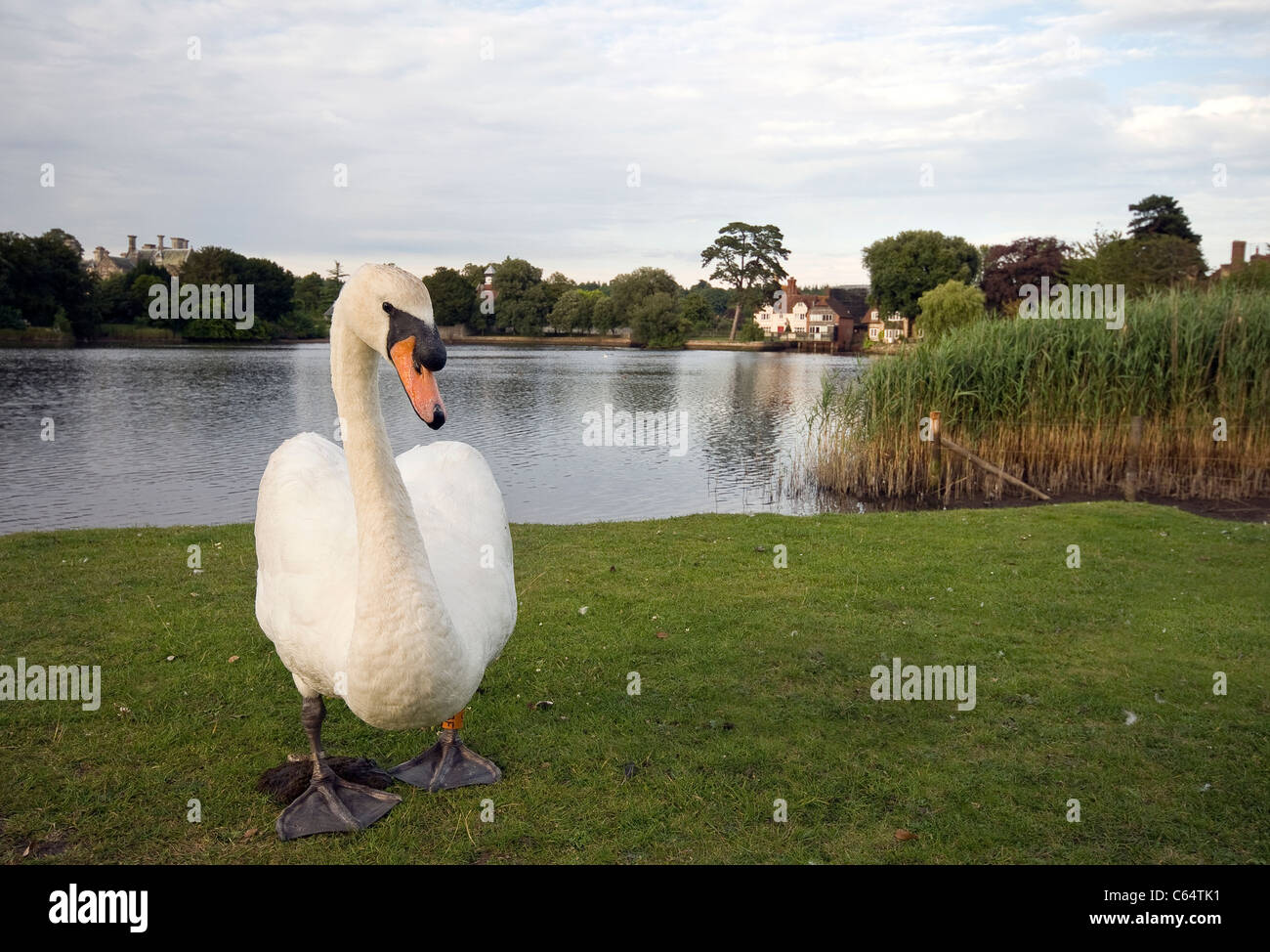 Swan on the Beaulieu River, Beaulieu, Hampshire, England, UK Stock Photo