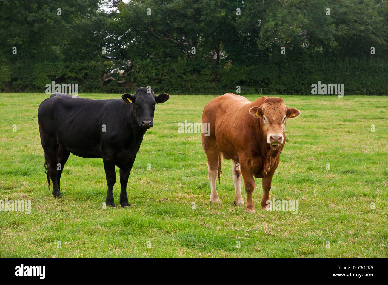 A black cow and a red/ginger/chestnut bull standing next to each other in a field. These are a meat breed Stock Photo