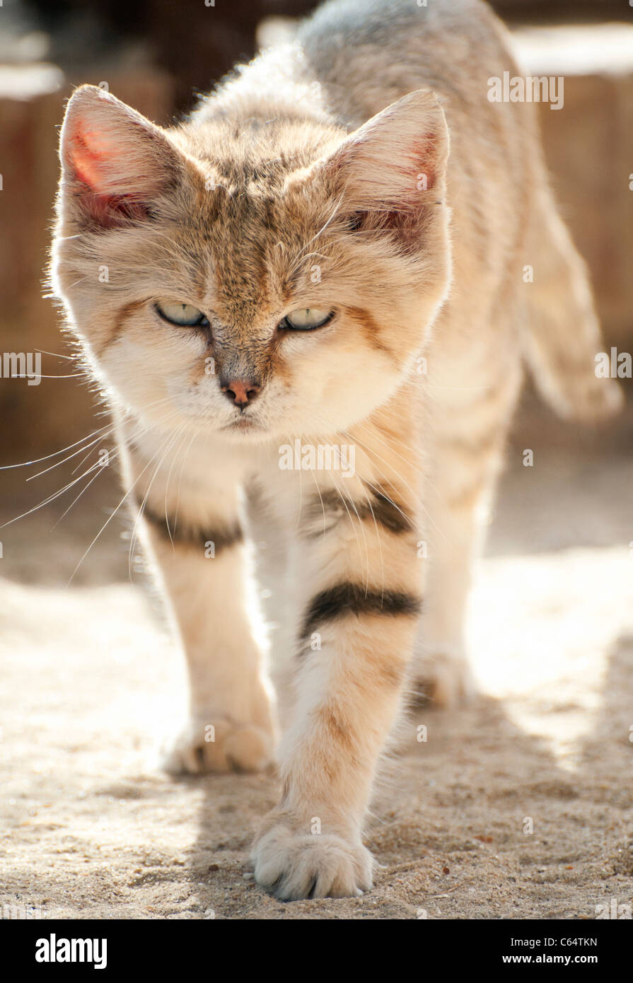 Male Arabian sand cat walking towards camera Stock Photo 38215849 Alamy