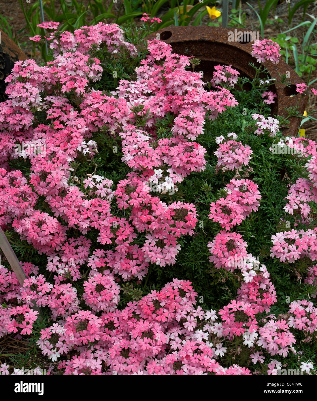 Moss verbena(verbena tenuisecta) hires stock photography and images