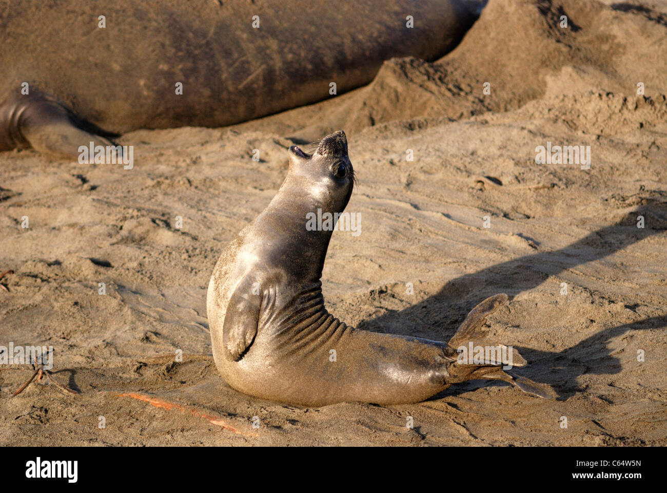 Elephant seal (Mirounga angustirostris) pup practicing adult behavior, California, USA Stock Photo