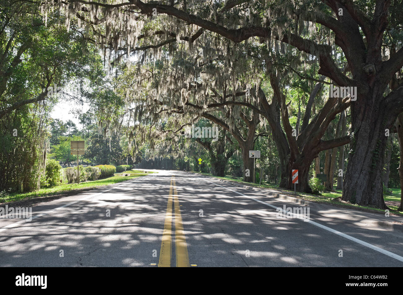 oak tree lined road by cemetery Alachua Florida Stock Photo