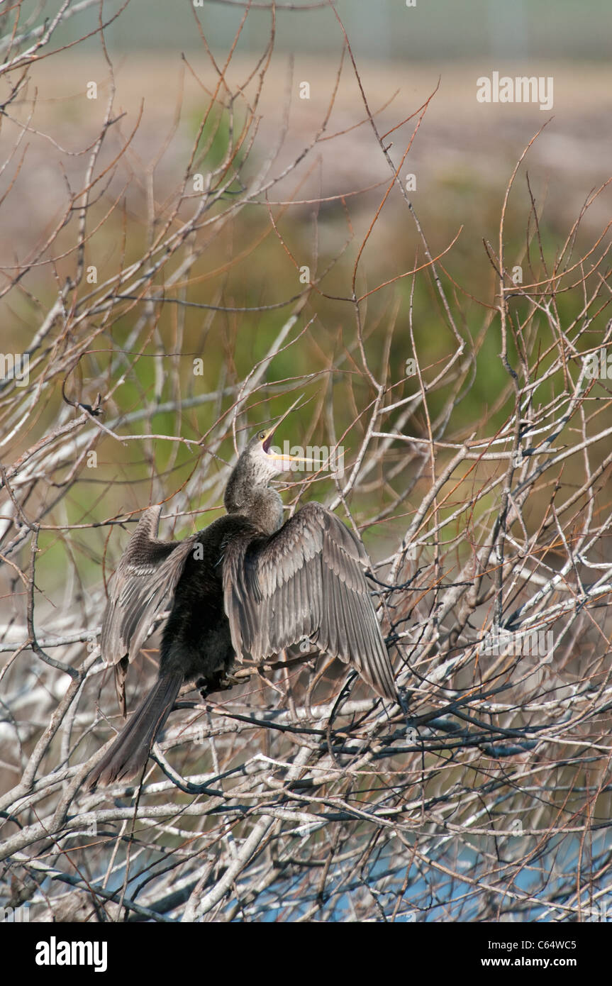 Anhinga, or Snake Bird Anhinga anhinga. Venice Rookery, Florida, USA
