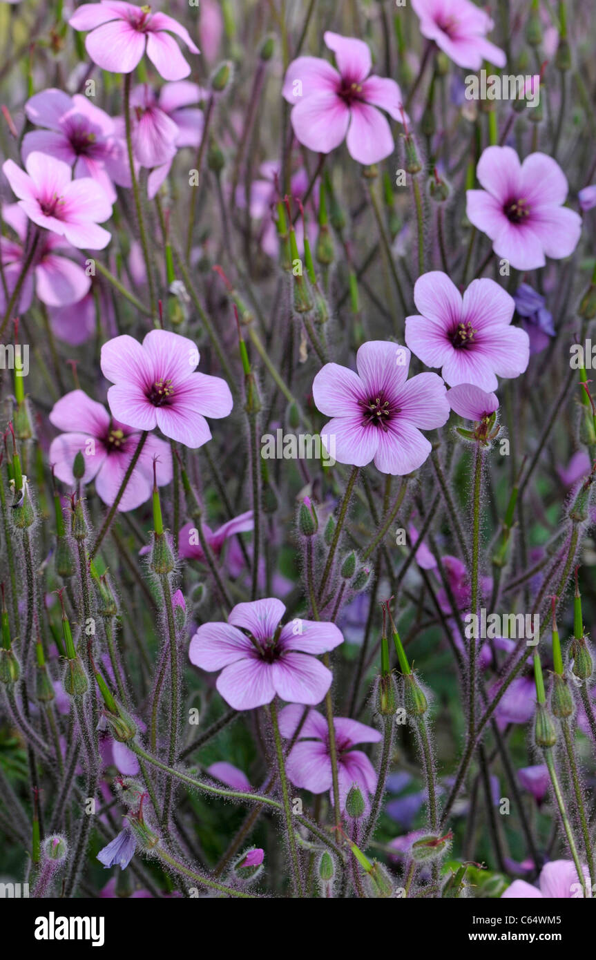Giant Herb Robert, or Madeira Cranesbill: Geranium maderense Stock