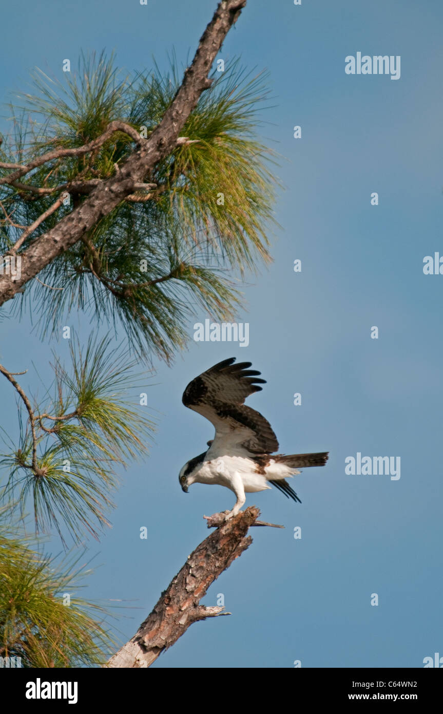 Osprey: Pandion haliaetus. With fish.  Honeymoon Island, Florida, USA Stock Photo