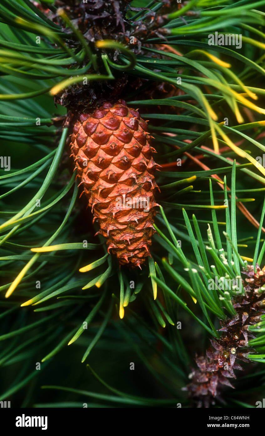 Lodgepole pine cone, Pinus contorta, var. latifolia, Burbage Moor, Derbyshire Stock Photo