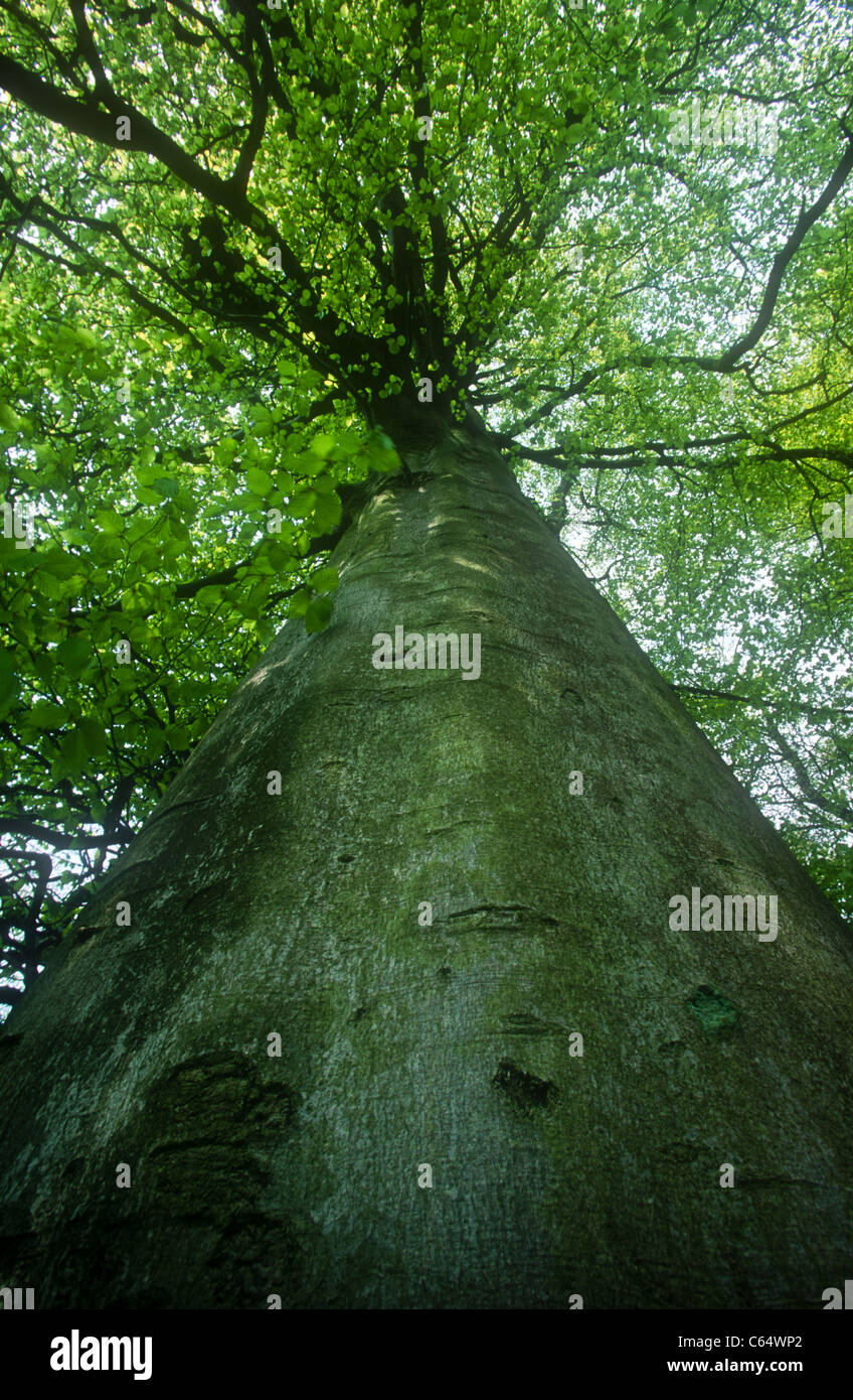 Beech tree, Fagus sylvatica, Clough Wood, Derbyshire. Stock Photo
