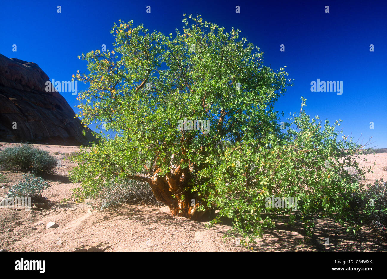 Rock commiphora tree, Commiphora saxicola, Namibia Stock Photo