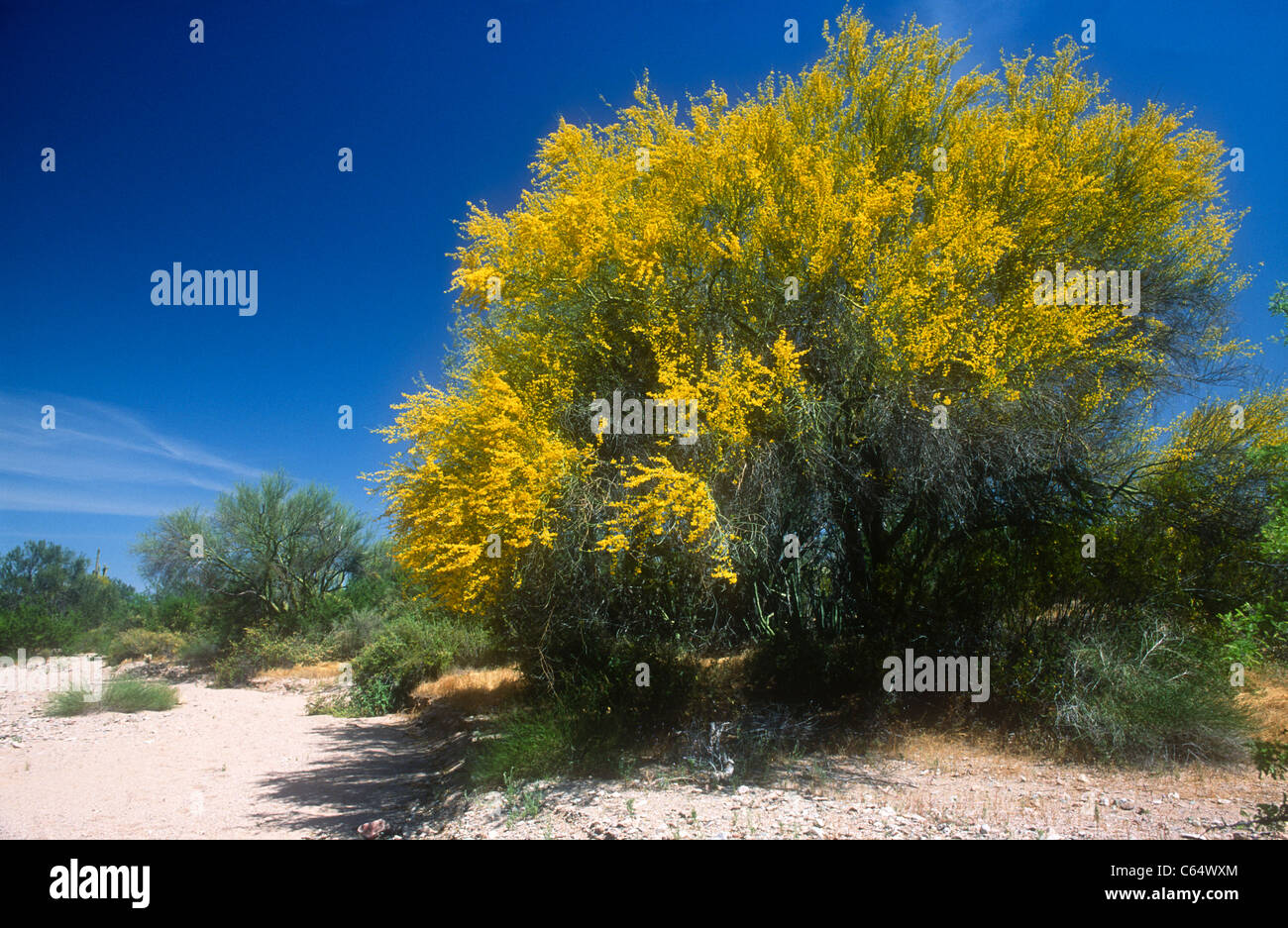 Palo verde, Cercidium microphyllum, Arizona, USA Stock Photo Alamy