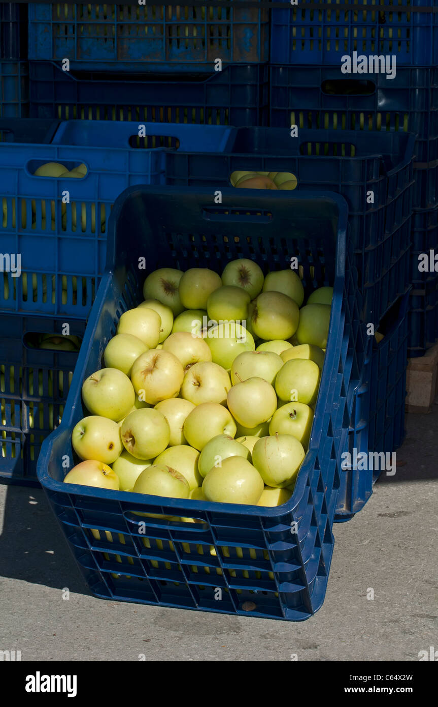Apples in crates in Wholesale market Stock Photo Alamy