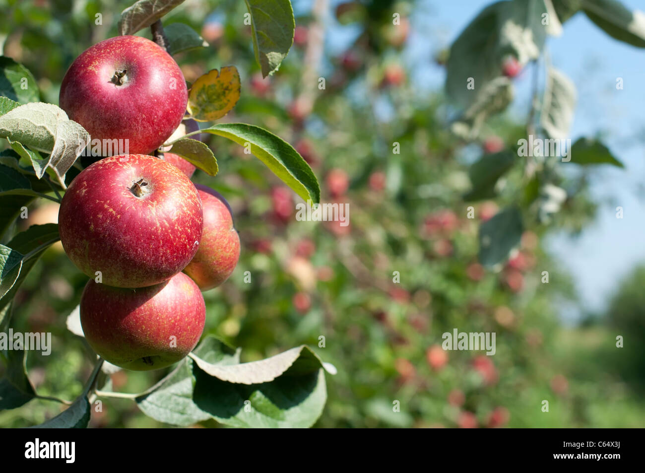 Apple tree with red apples. Blurred apples on background Stock Photo
