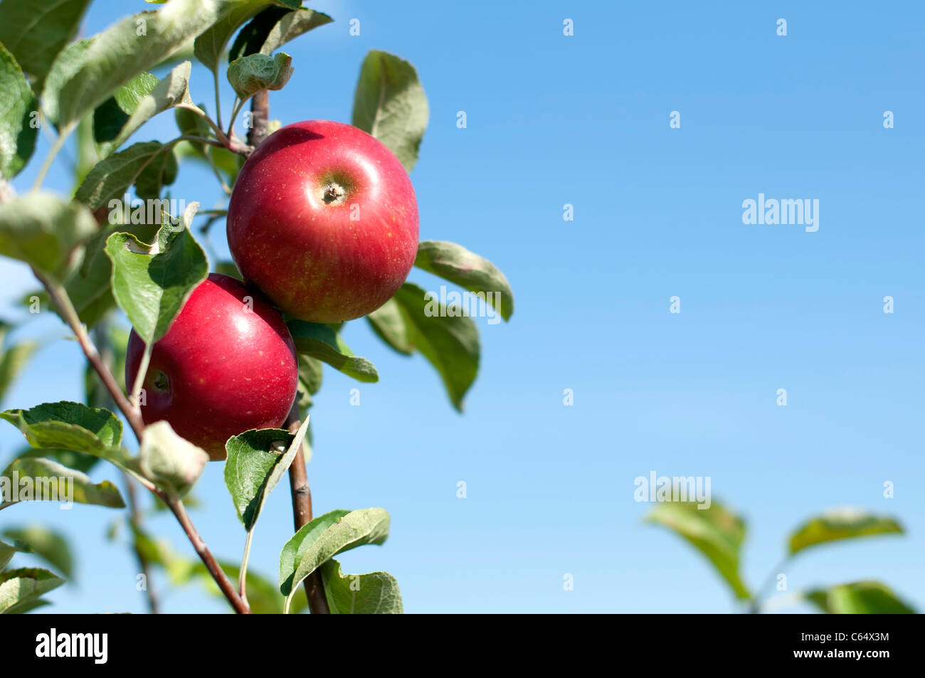 Apple tree with red apples on blue sky background Stock Photo - Alamy