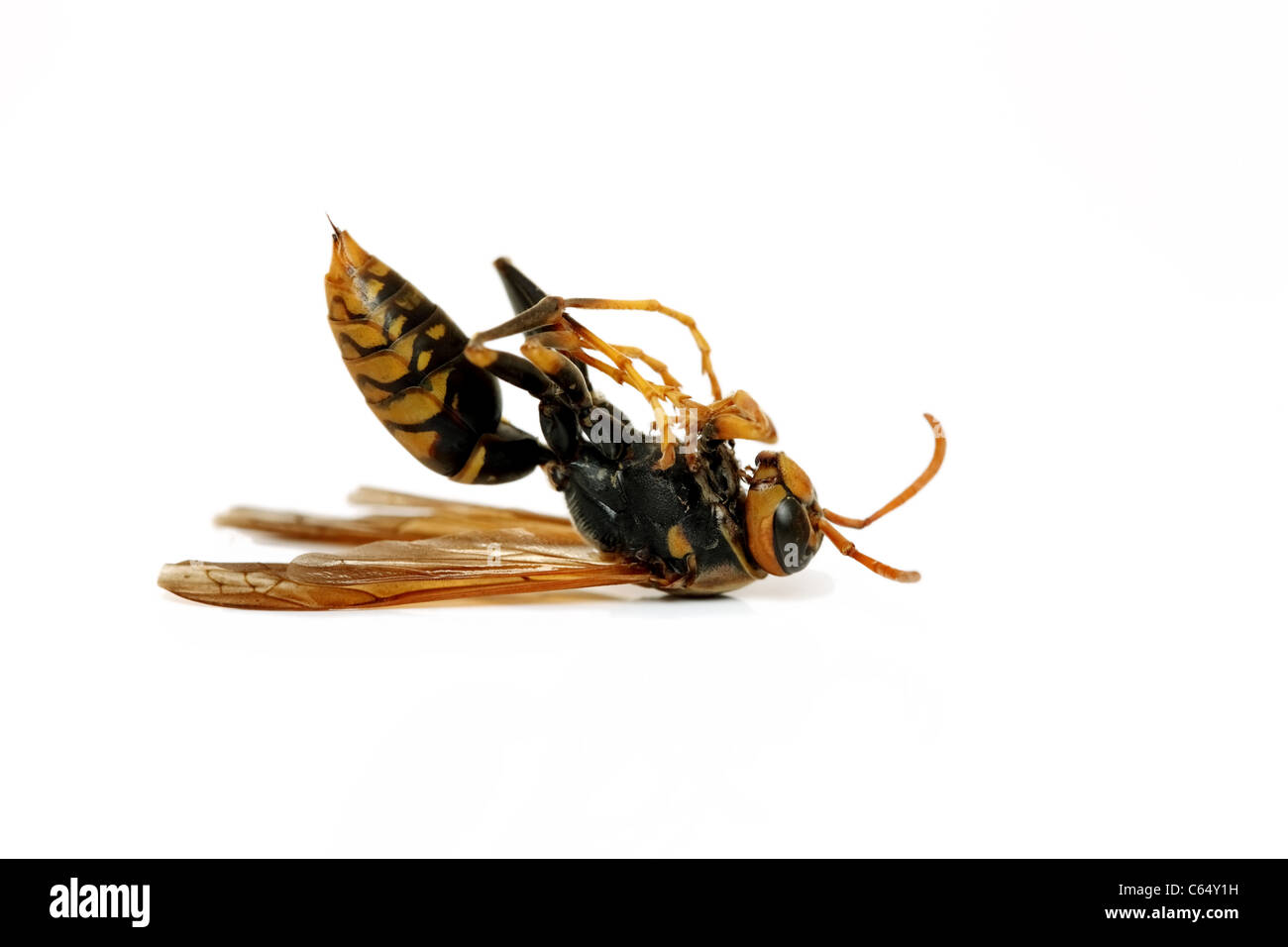 Death wasp on white background Stock Photo