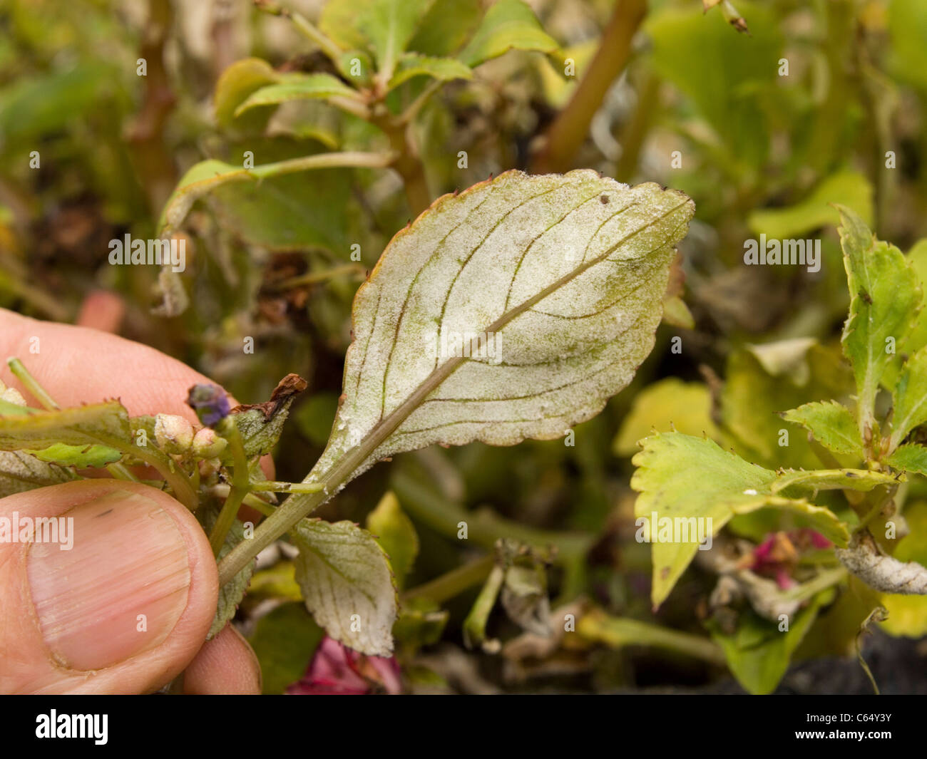 busy lizzie leaf infected with downy mildew Stock Photo