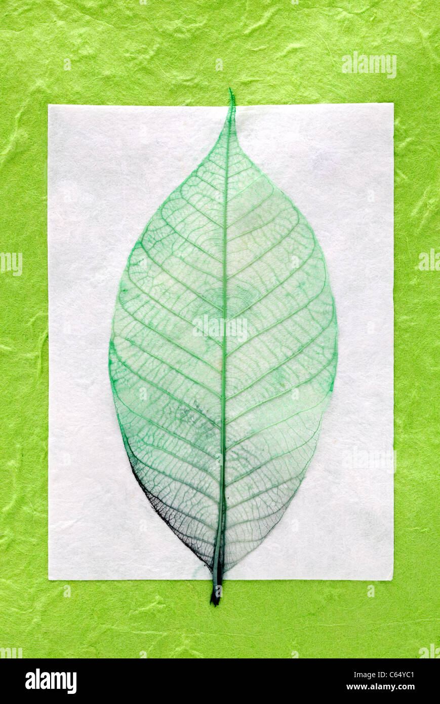 Skeleton leaf pattern hires stock photography and images Alamy