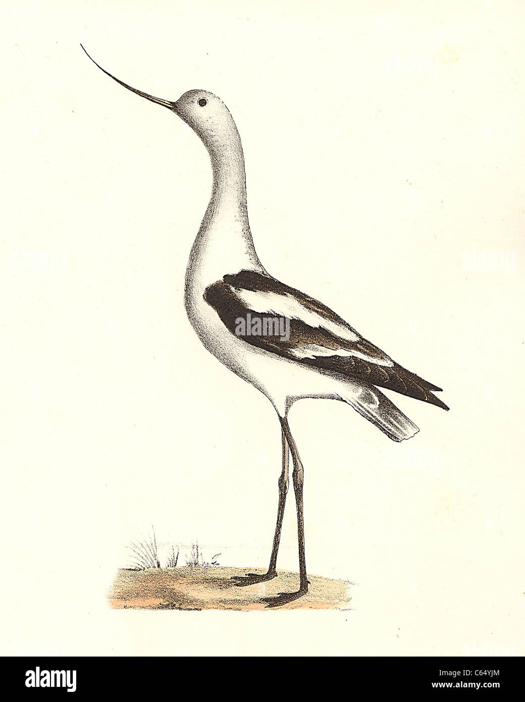 The American Avoset (Recurvirostra americana) vintage bird lithograph - James De Kay, Zoology of New York, or the New-York Fauna, Part II, Birds Stock Photo