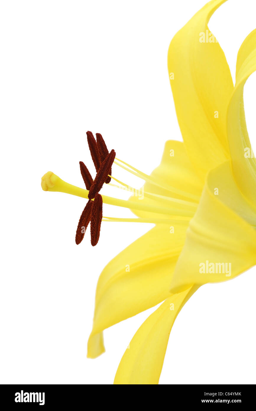 Yellow lily flower isolated on white background Stock Photo - Alamy
