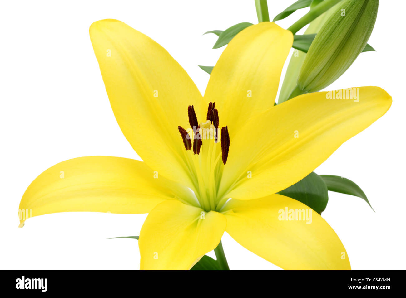 Yellow lily flower isolated on white background Stock Photo - Alamy
