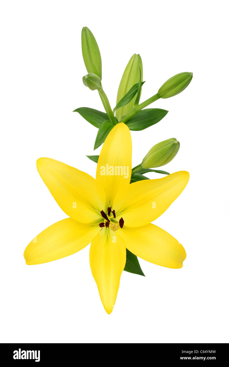 Yellow lily flower isolated on white background Stock Photo - Alamy
