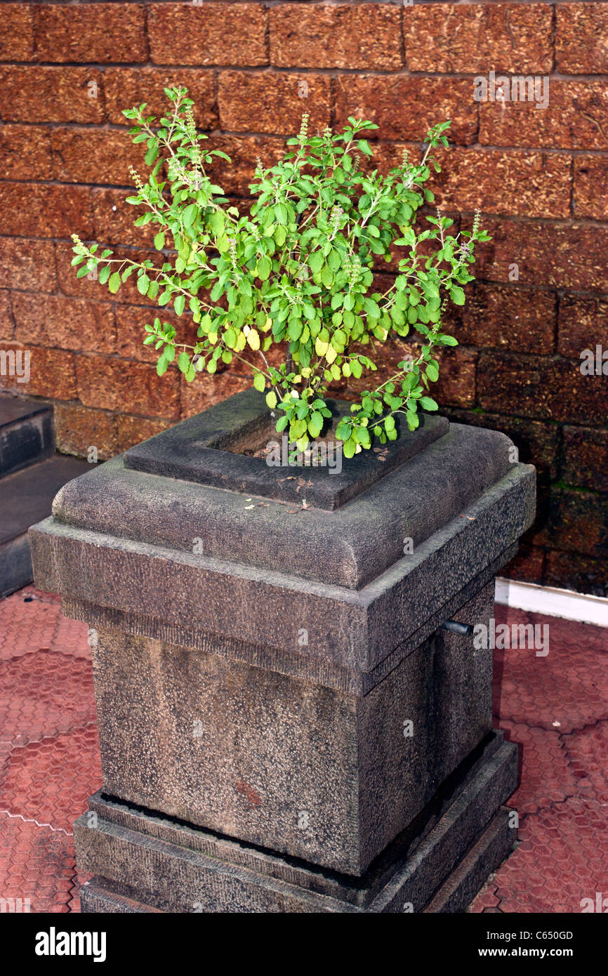 tulsi or  Holy Basil plant on a stone carved stand  special container Stock Photo