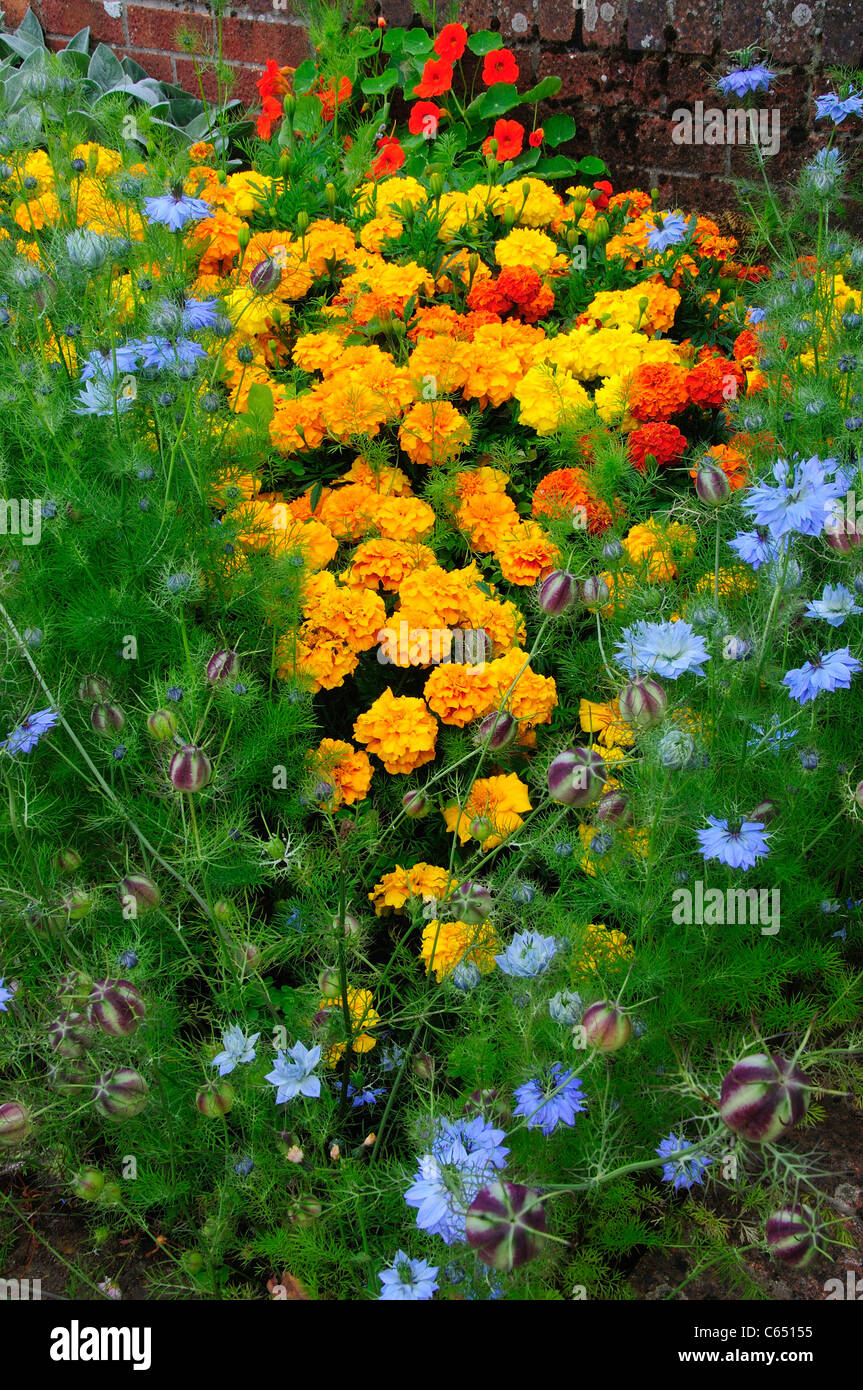 A bright and colourful display of flowers in a cottage garden UK Stock Photo