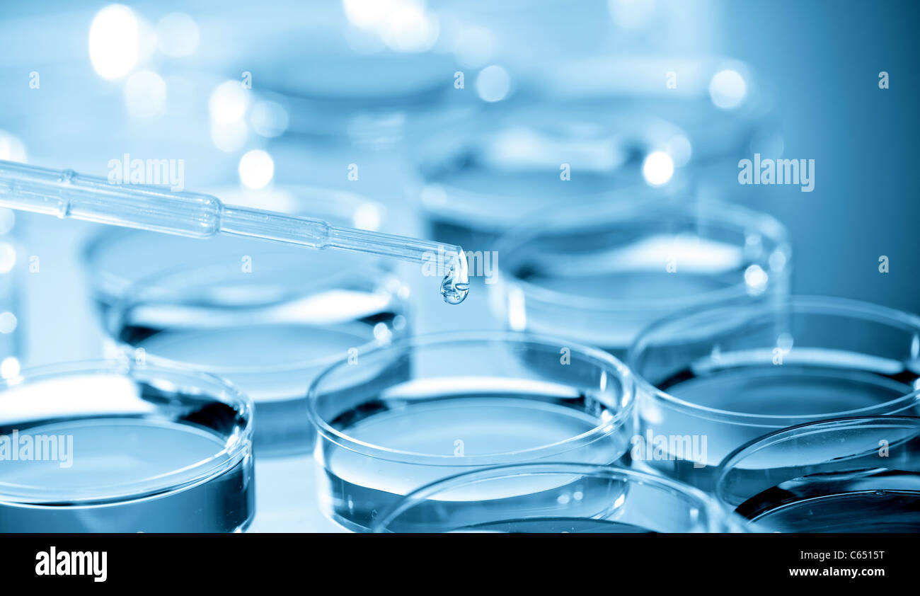 agar plate Stock Photo Alamy